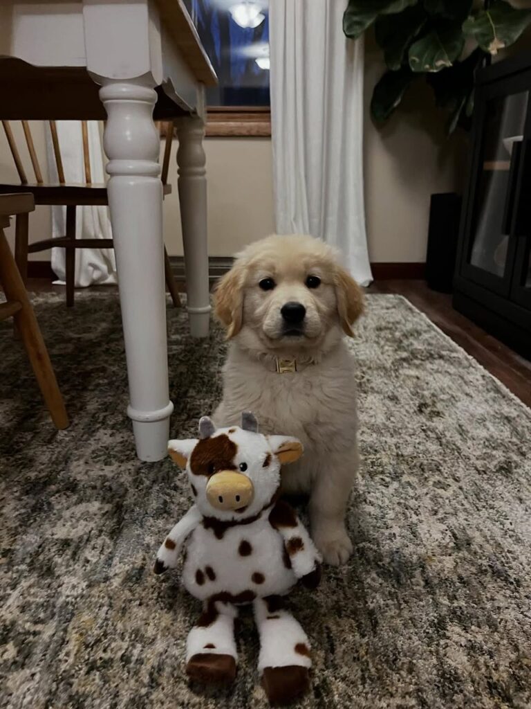 Rocky, a 9-week-old male Golden Retriever puppy